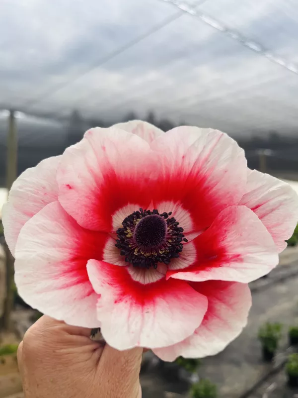 Anemone Rainbow Red & White