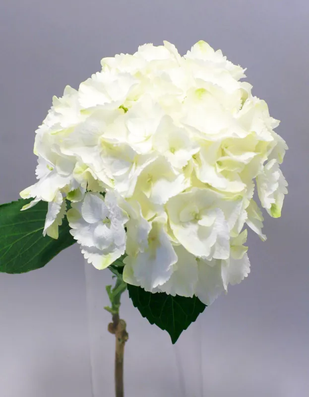 	Magical Hydrangea Plant - Snowball
