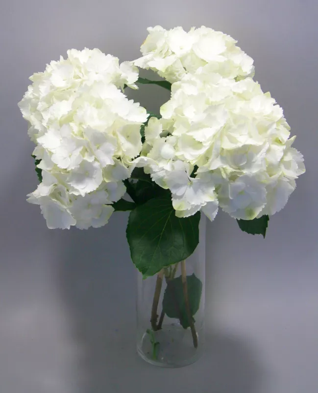 	Magical Hydrangea Plant - Snowball