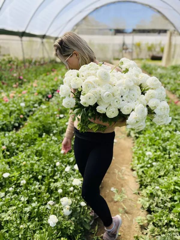 Italian Blanco White Ranunculus