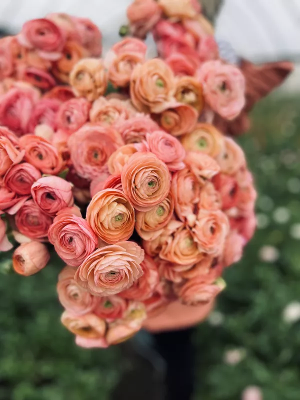 Italian Salmone Ranunculus