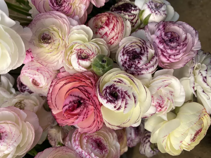 Italian Bianco Striato Ranunculus