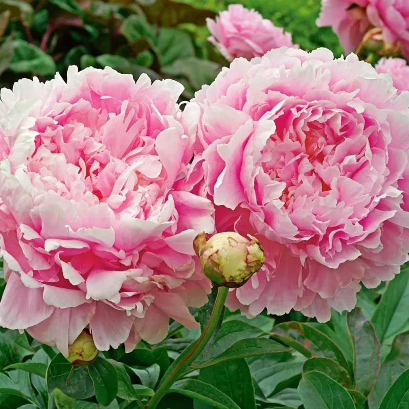 Peony Root - Dinner Plate