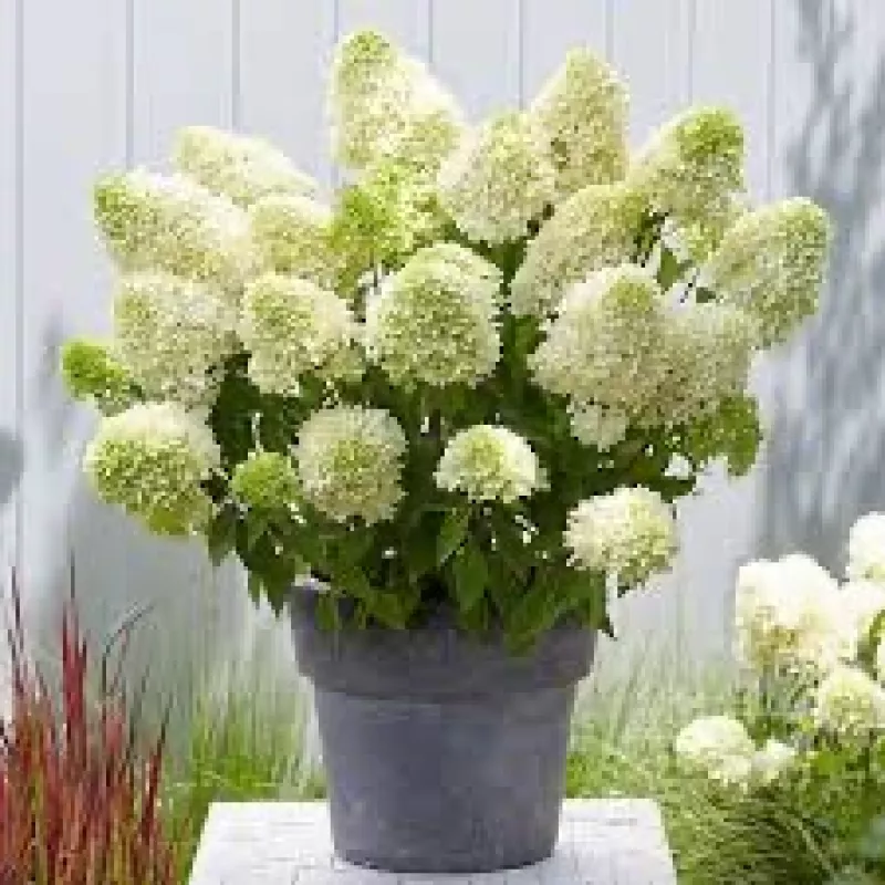 Image of Hydrangea paniculata skyfall 2