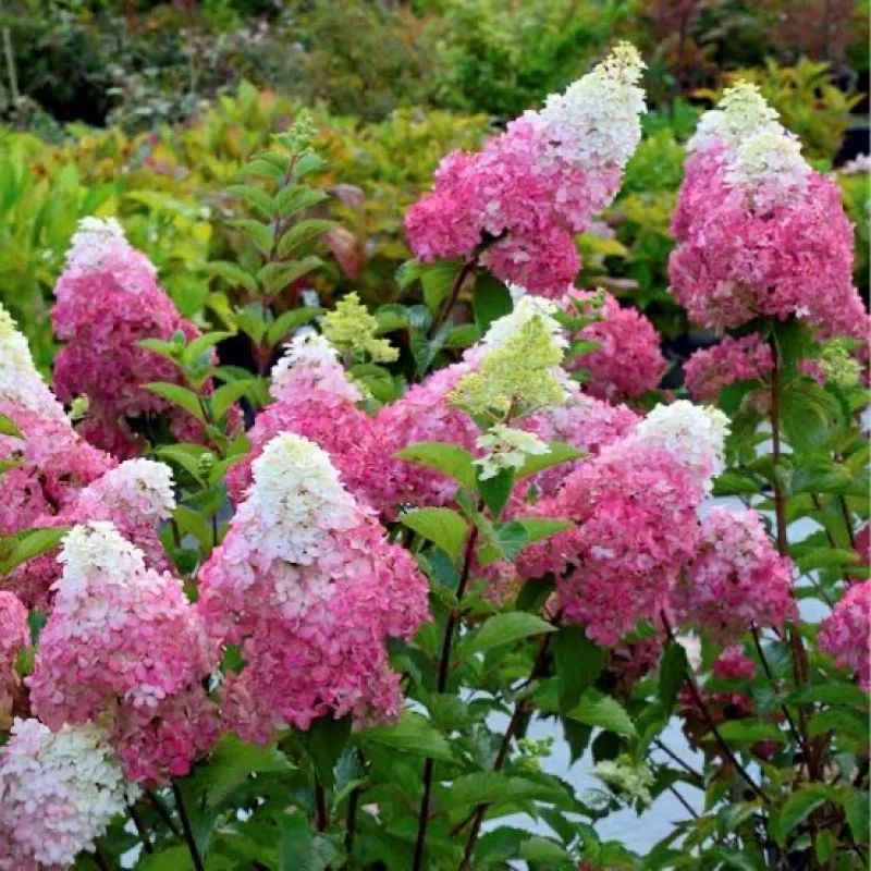 Paniculata Melba fraise