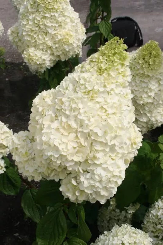 Paniculata silver dollar