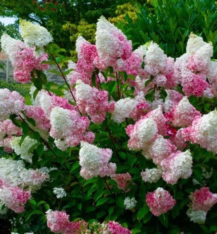 Paniculata Melba fraise