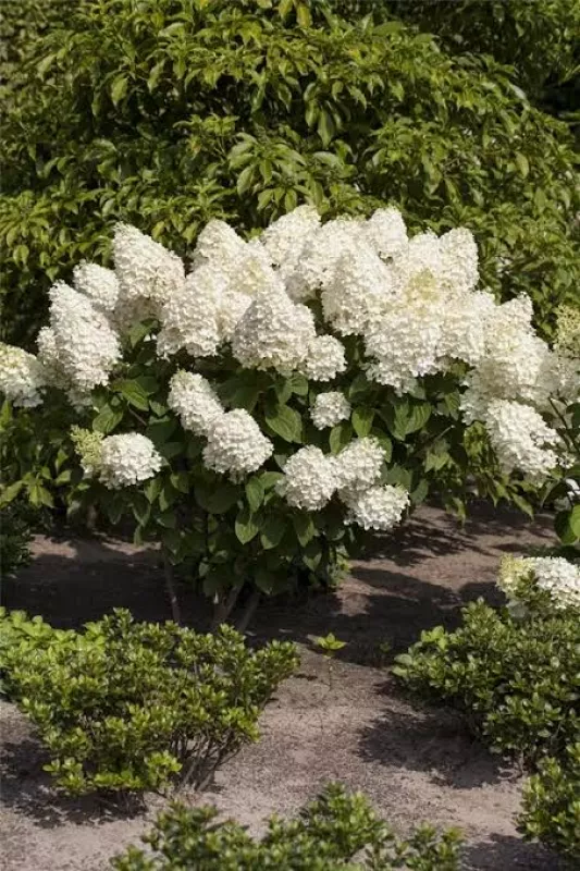 Paniculata silver dollar