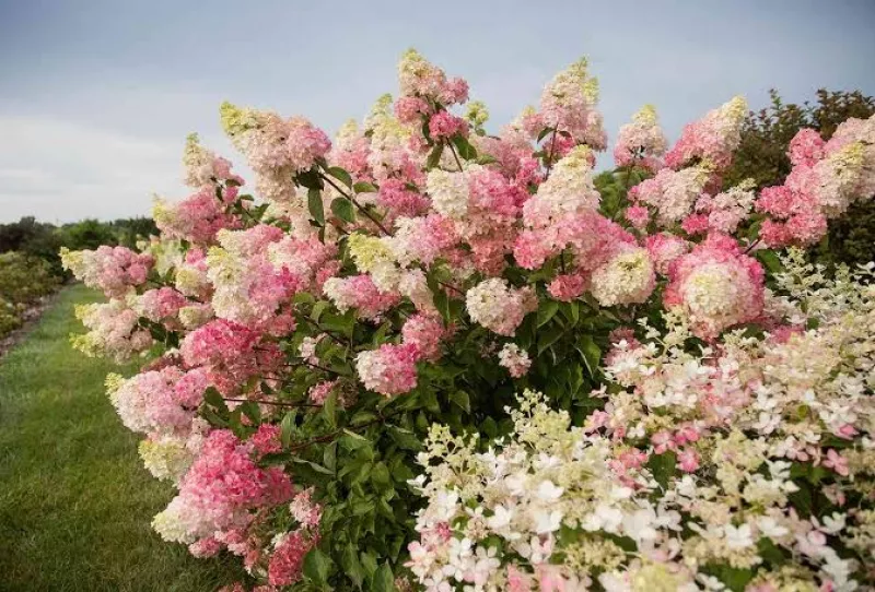 Paniculata Vanille fraise