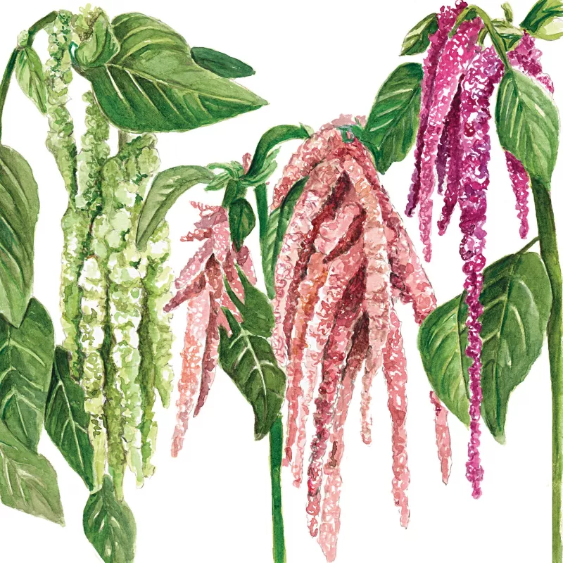 	Amaranthus Hanging Mix