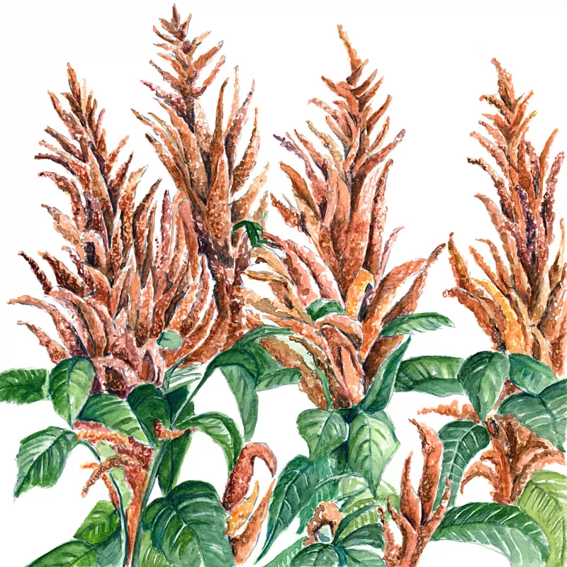 	Amaranthus Hot Biscuits - Correct Colour