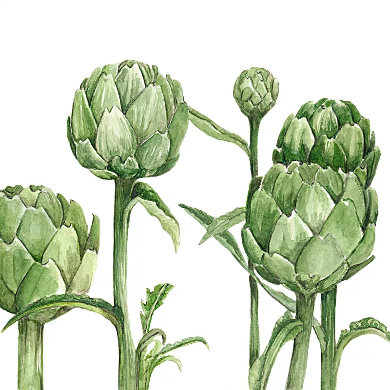 	Artichoke Greenglobe