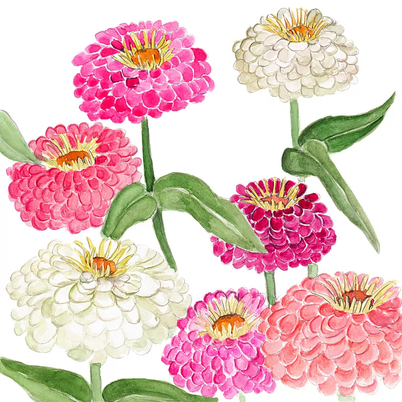 Benary’s Giant Zinnias Mix