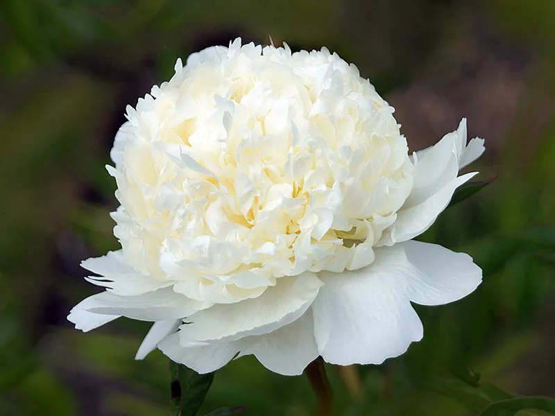 Peony Bridal Shower
