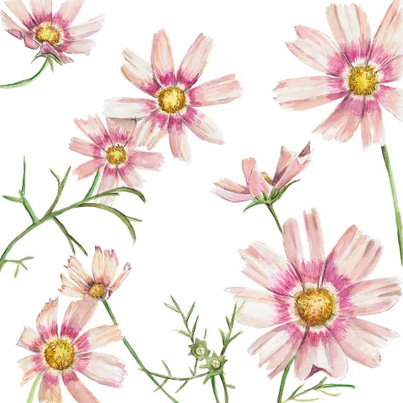 	Cosmos Apricot Lemonade