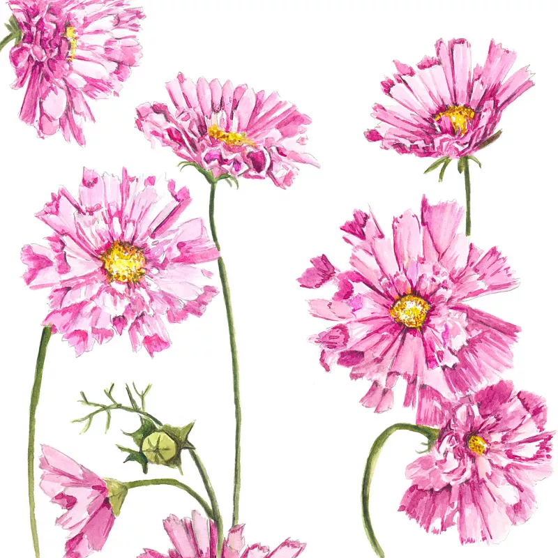 	Cosmos Double Dutch Pink