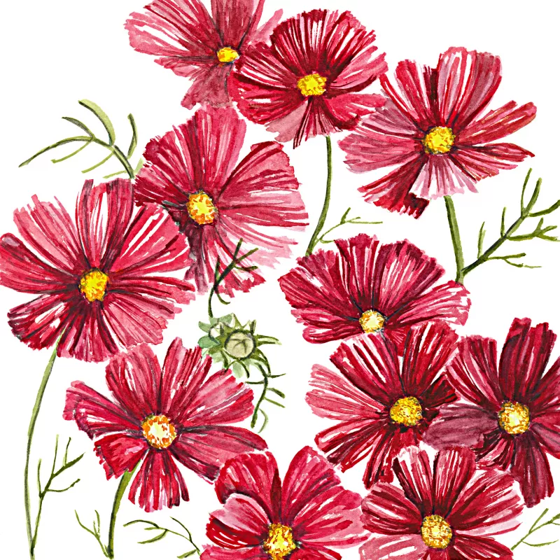 	Cosmos Rubenza