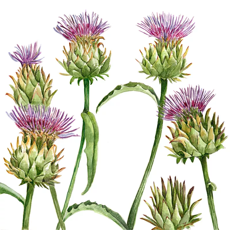 	Cardoon Thistle