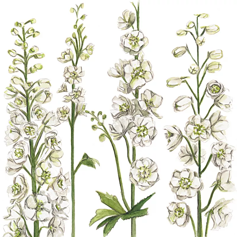 	Delphinium Pure White