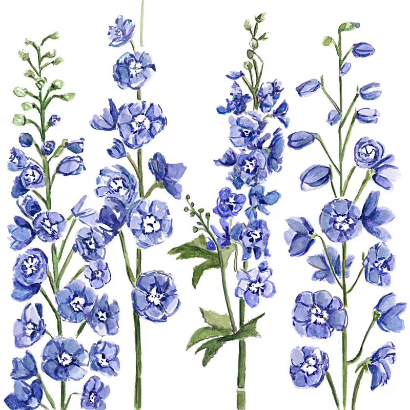 	Delphinium Dark Blue White Bee