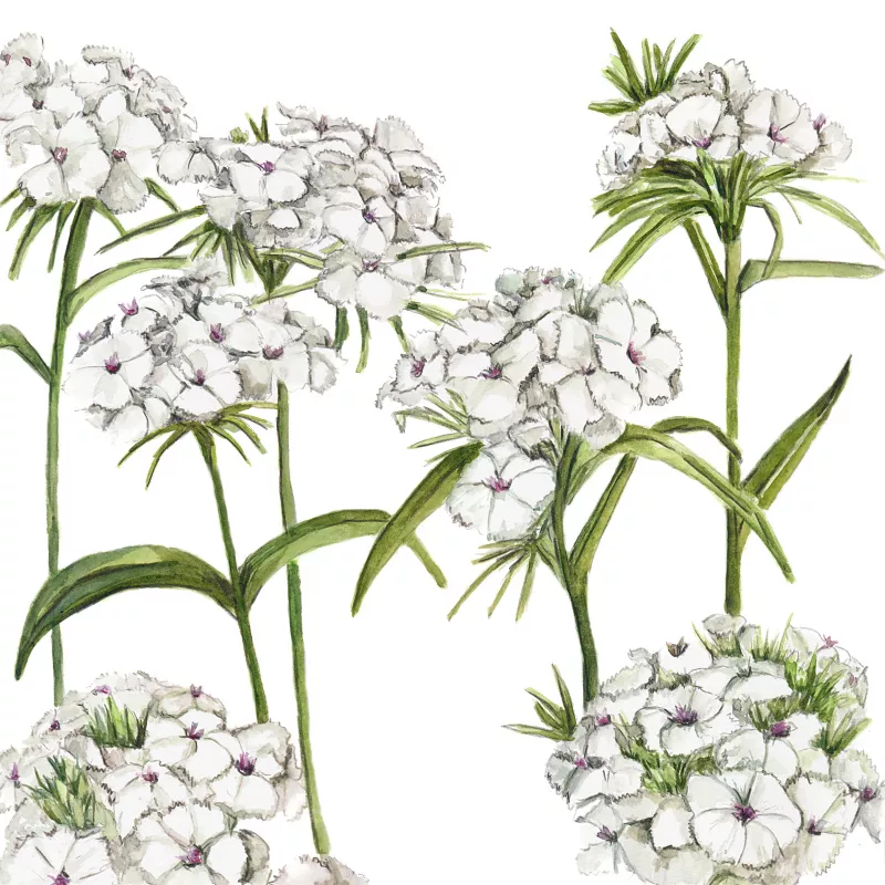 	Dianthus Sweet White