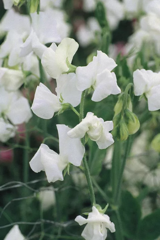 Sweet Pea Winter Elegance White