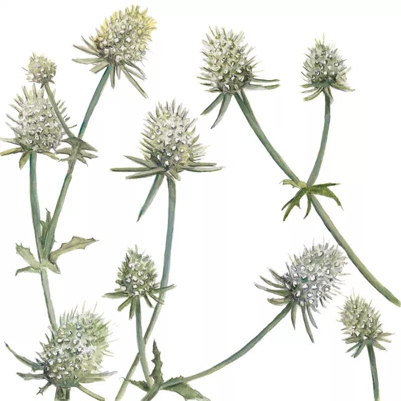 	Eryngium White Glitter