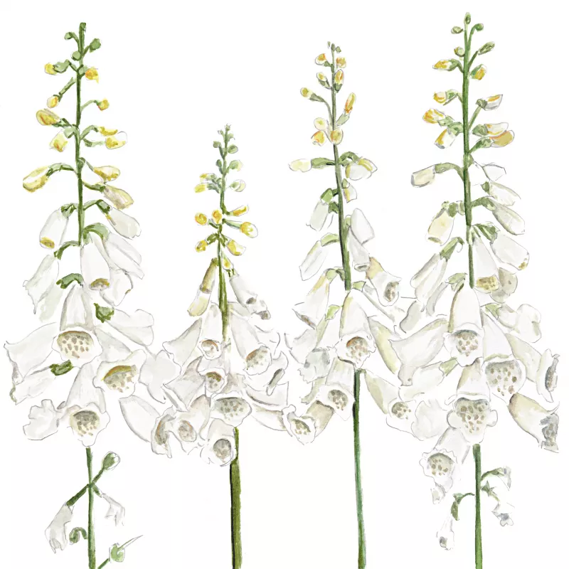 	Foxgloves White Camelot Digitalis