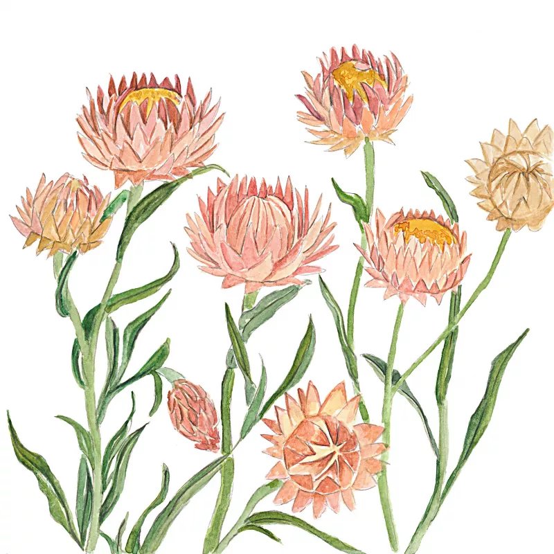 	Giant Strawflower Apricot Peach