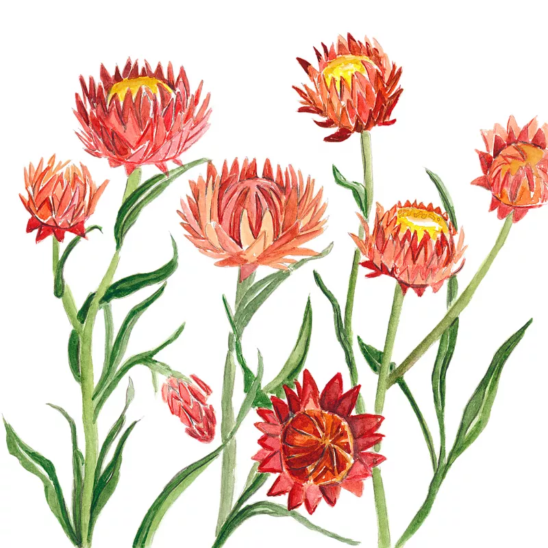 	Giant Strawflower Copper Red