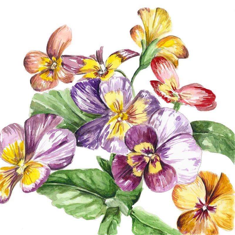 	Viola Pansy Brush Strokes