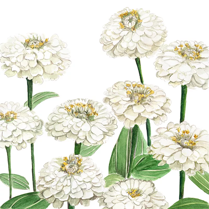 	Oklahoma White Zinnia