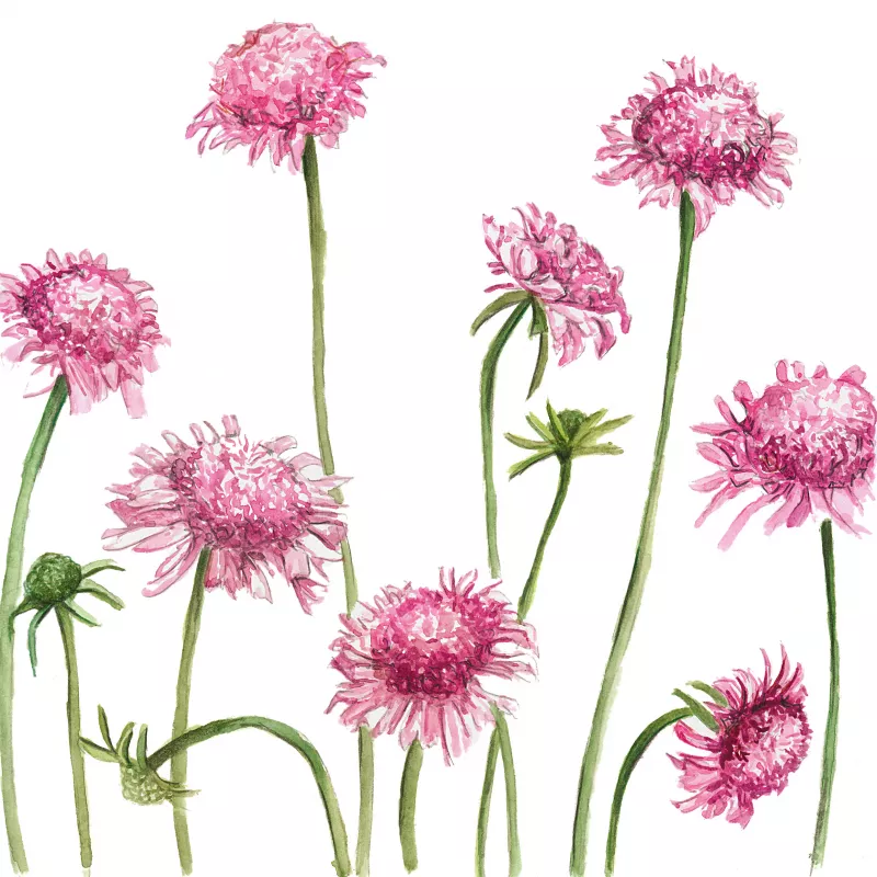 Scabiosa Salmon Queen