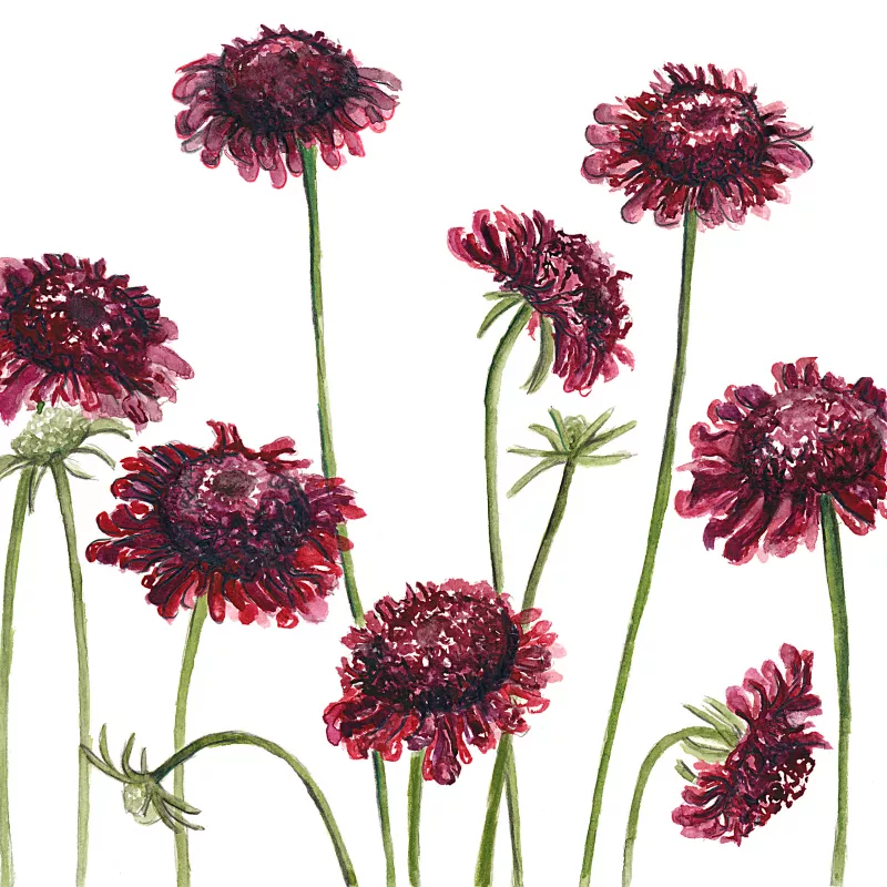 Scabiosa Black Knight