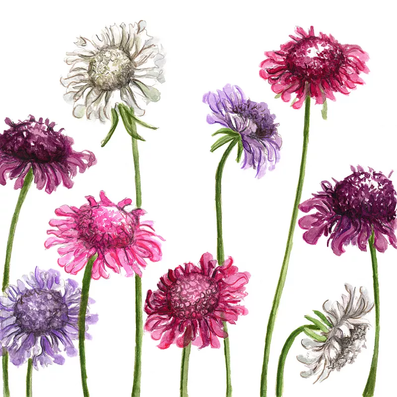 	Scabiosa Colourful