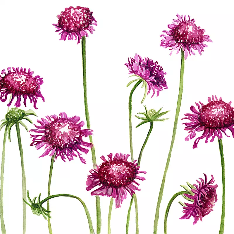 Scabiosa Merlot Red