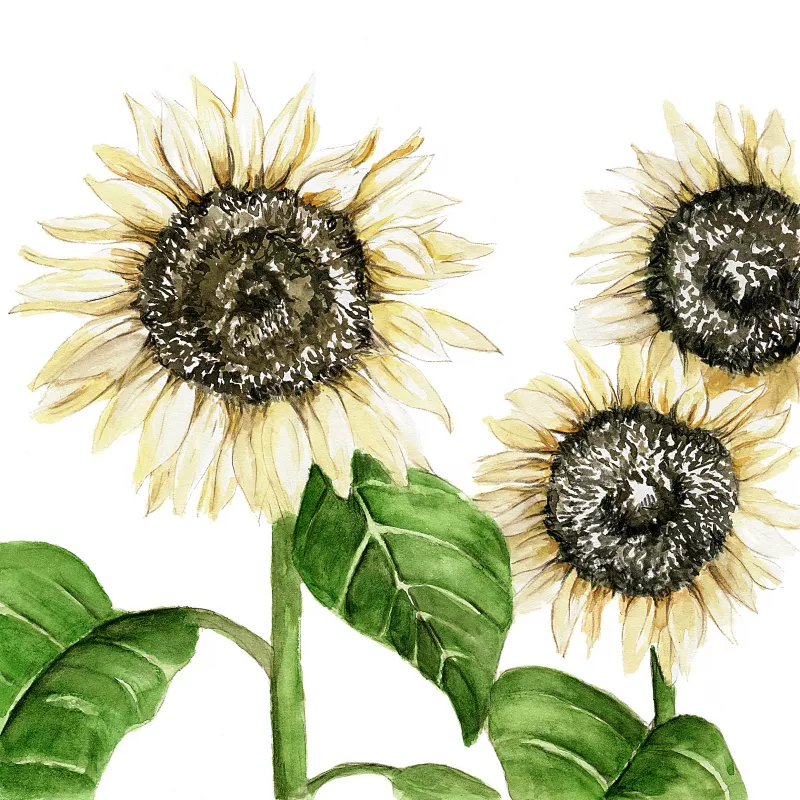 Sunflower Procut White-Nite