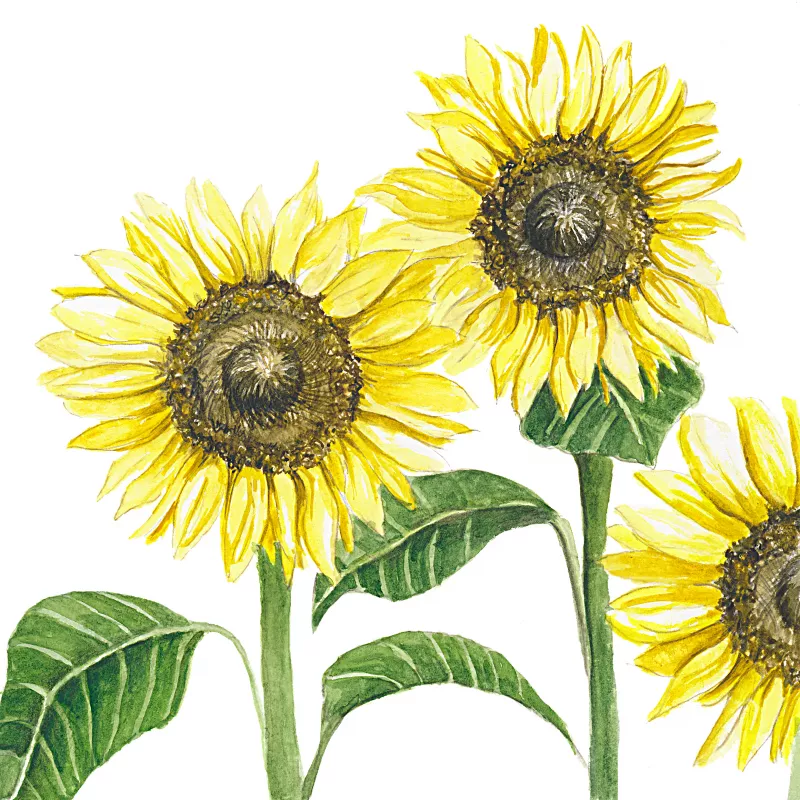 	Sunflower Procut Brilliance