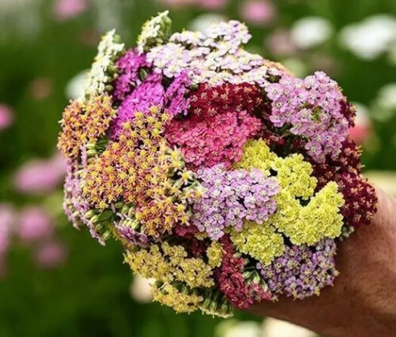 Yarrow Colorado Pastels Mix