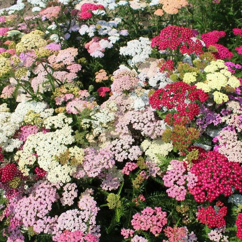 Yarrow Colorado Pastels Mix