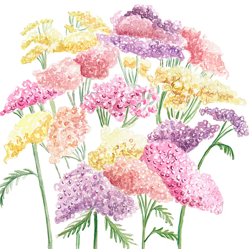 Yarrow Colorado Pastels Mix