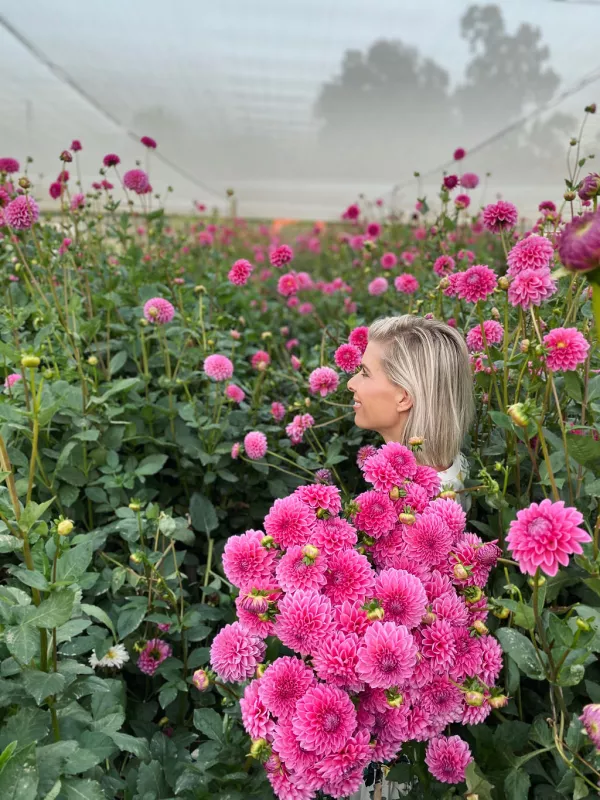 Sandra Hot Pink Dahlia Balls