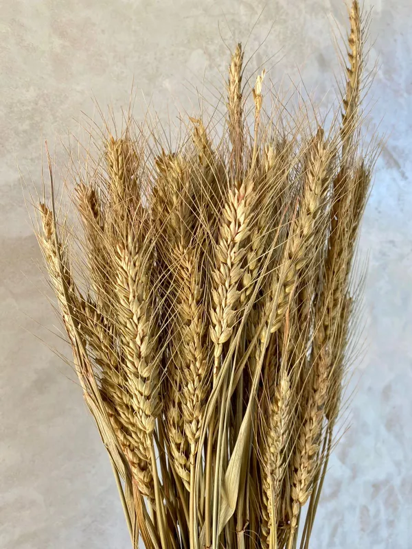 Wheat - Natural