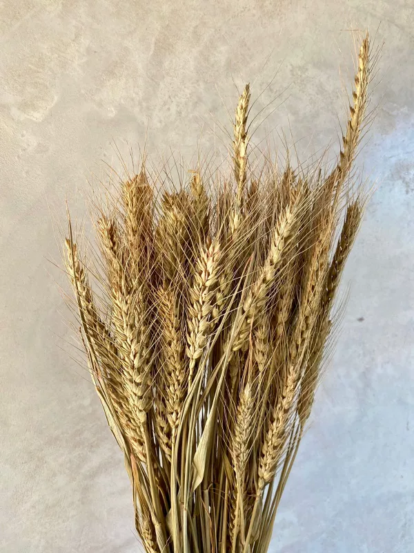 Wheat - Natural