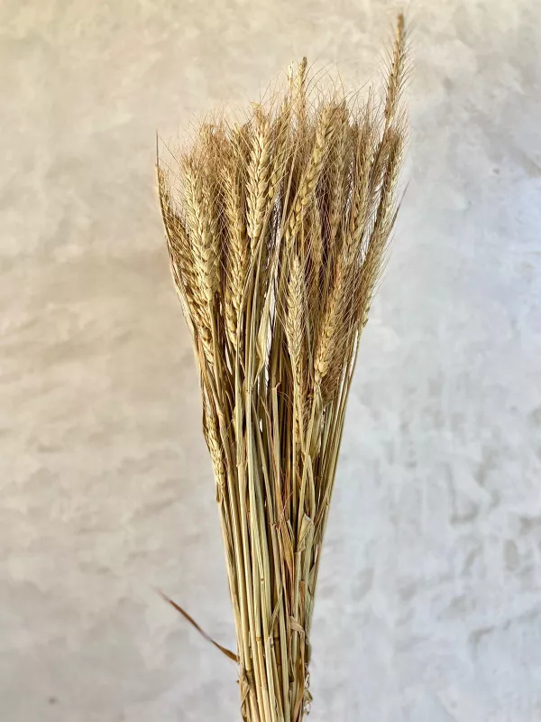 Wheat - Natural