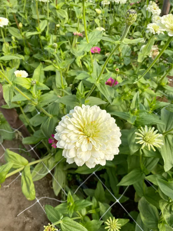 Giant Zinnias White