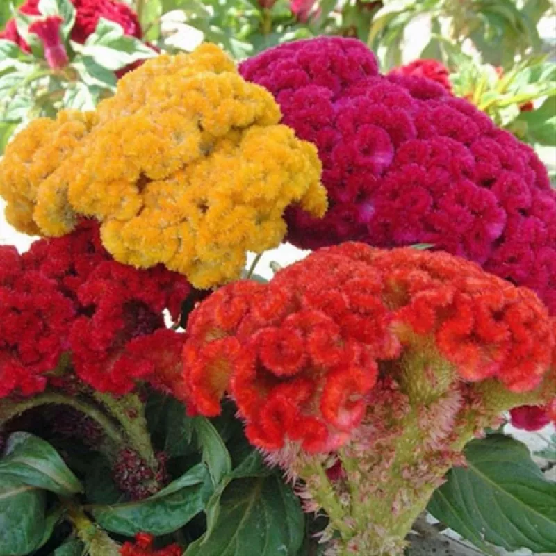 Celosia Cristata Chief Mix