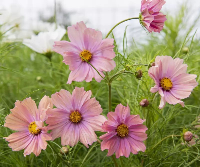 Cosmos Apricotta