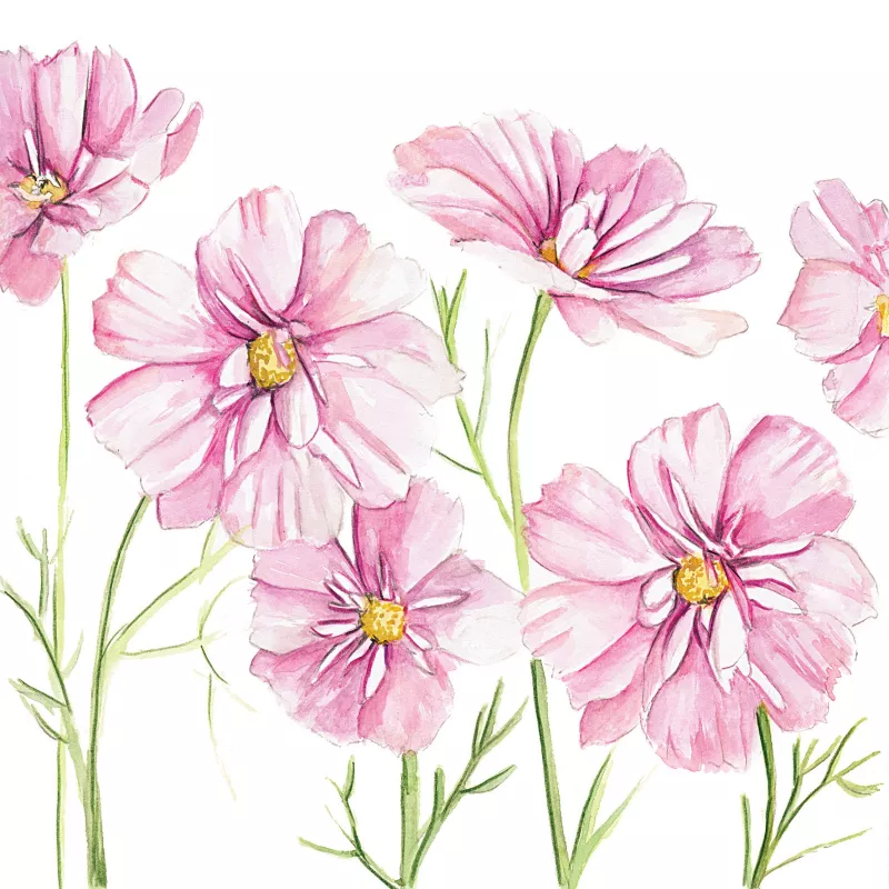 Cosmos Fizzy Rose Picotee