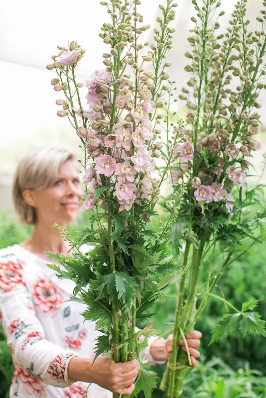 Delphiniums Lilac Pink